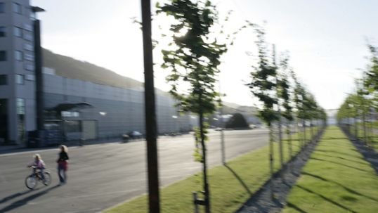 Horisont m trÃ¦r.jpg